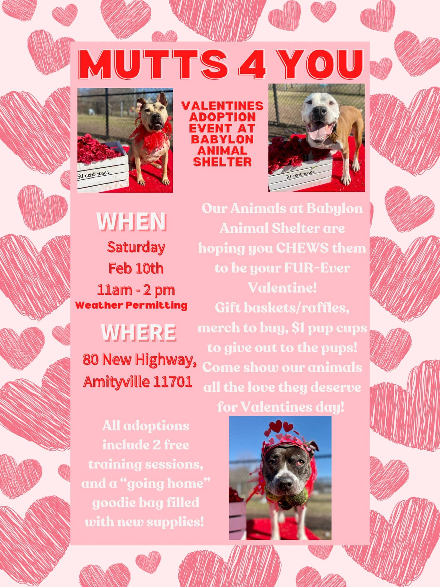 Animal Shelter Valentines Day