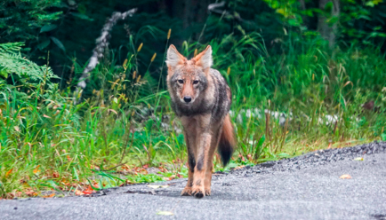 Coyote