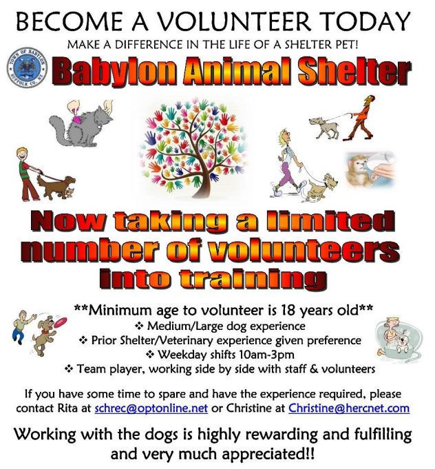 Animal Shelter Volunteer
